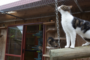 Cat-lounge-outdoor-area