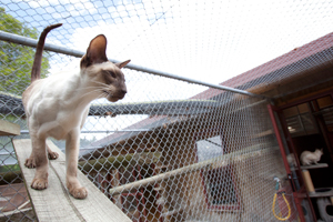 Cats-indoor-outdoor-area