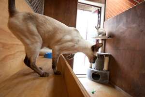 Cats-indoor-outdoor-unit